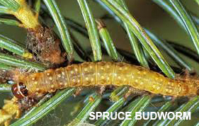 Spruce-Budworm