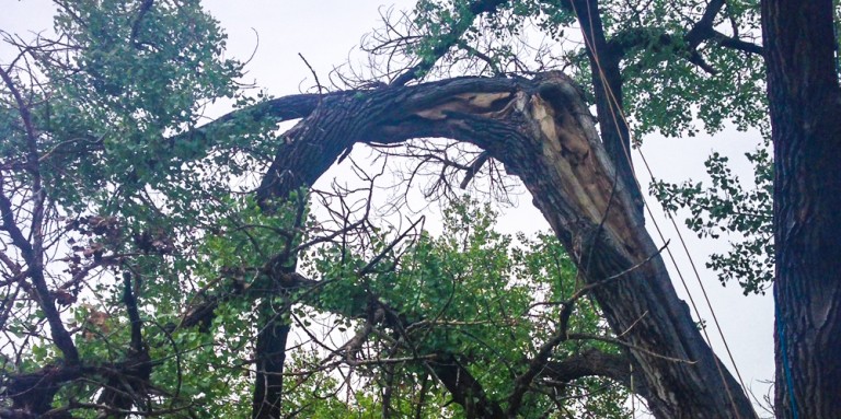 Colorado Springs Tree Removal Tree Service in Colorado