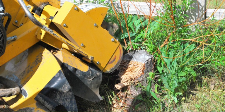 Colorado Springs Stump Removal Tree Service in Colorado